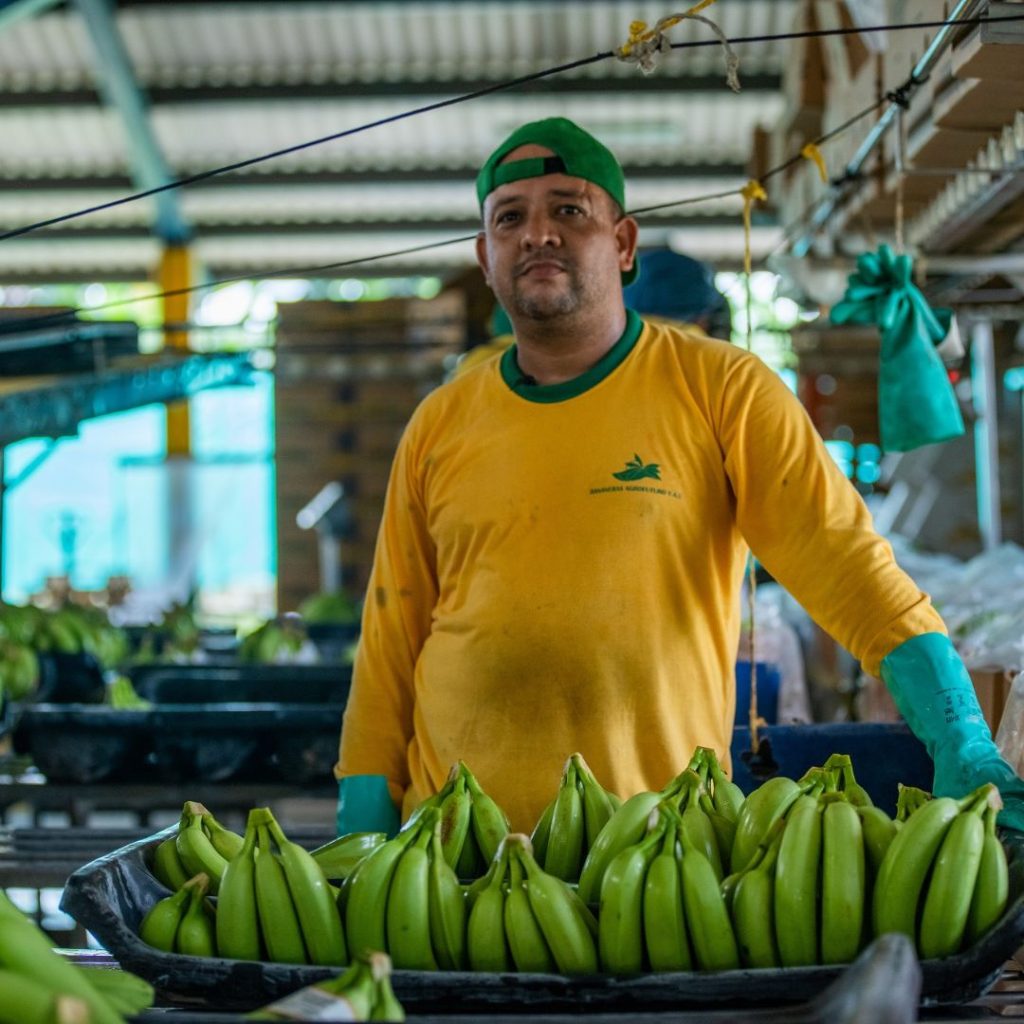 Portrait of Marlon Antonio Arellano Berrío, umaná banana plantation, Colombia, standing in front of green bananas 