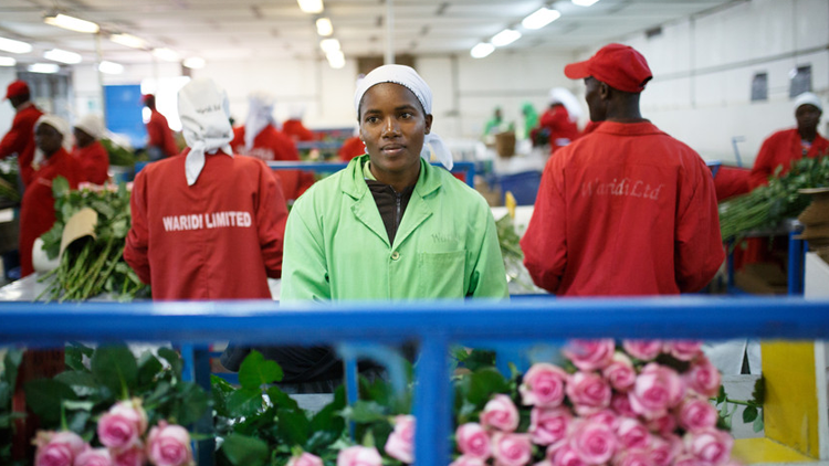 Flower worker at Waridi Limited farm