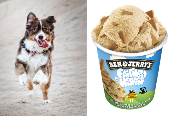 Can a dog eat vanilla ice-cream and 6 other things you may not know