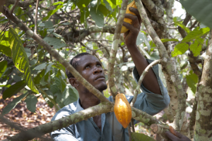 Cocoa farmer holding a cocoa pod hanging from a tree