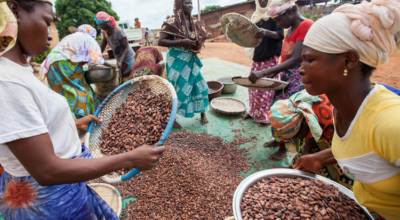 Cheap cocoa is costing farmers dear