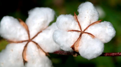 Where to buy sustainable ethical cotton for your home