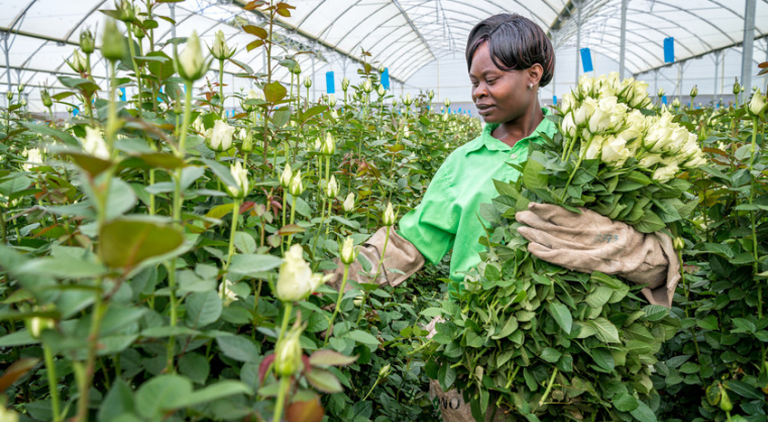 Panda Flowers, a Fairtrade certified farm in Kenya.