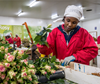 Worker at Panda Flowers, Kenya