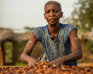 Tanoh Ahou sorts through fermenting cocoa beans