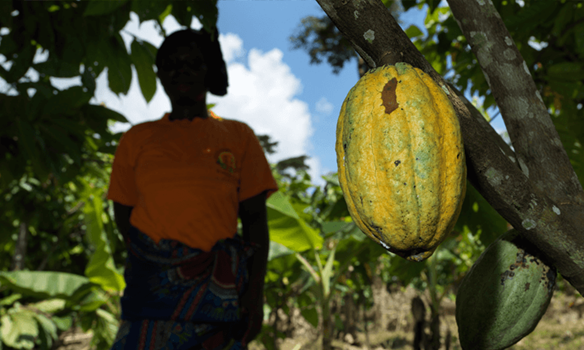 Women cocoa farmer with cocoa pod. 