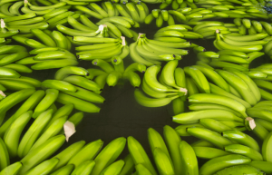 Bananas in water