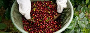 Coffee cherries in a basket