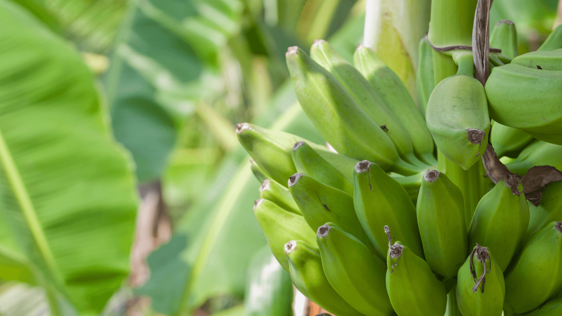 https://www.fairtrade.org.uk/wp-content/uploads/2020/07/Banana-bunch.png