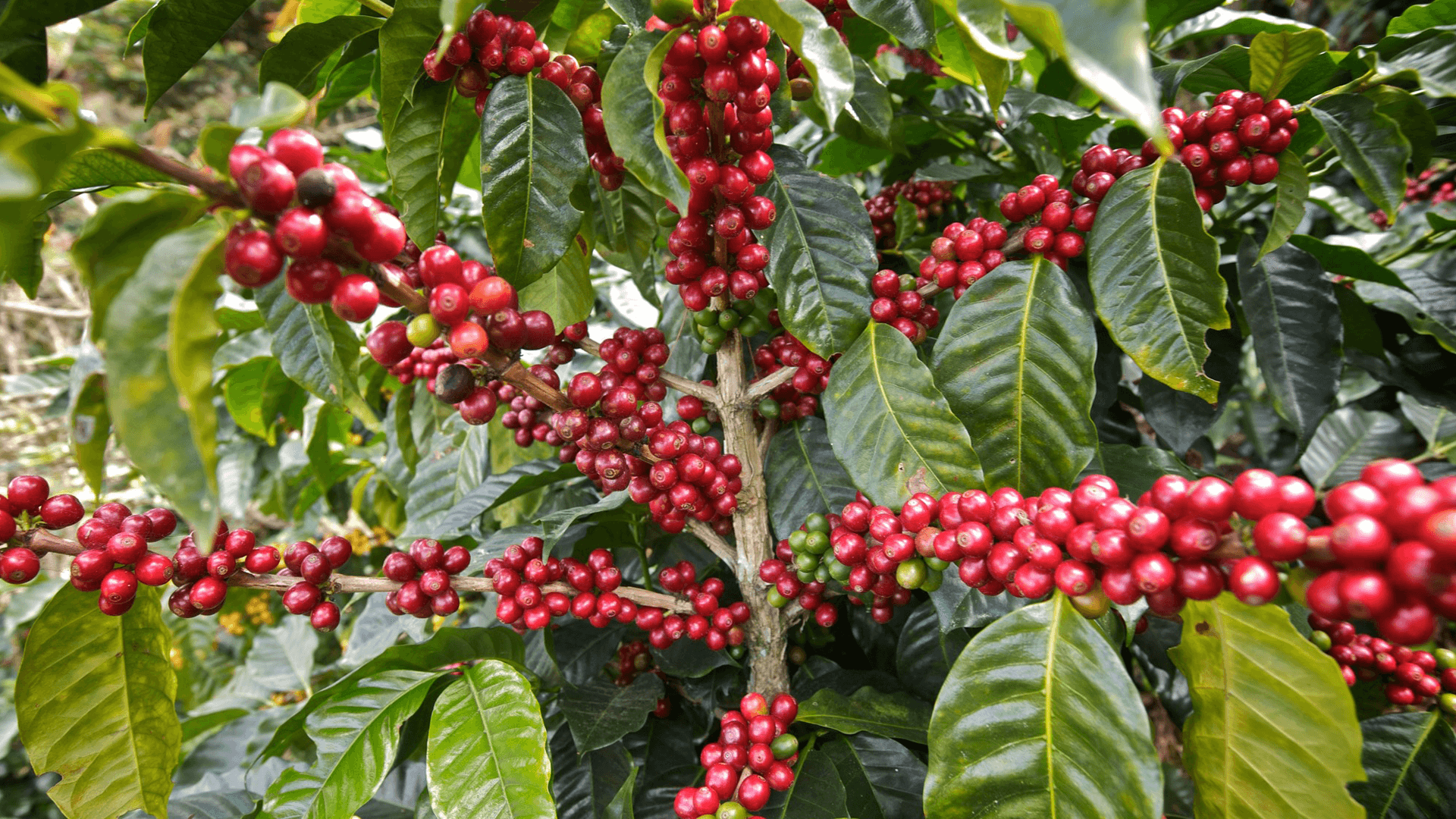 Coffee farmers - Fairtrade