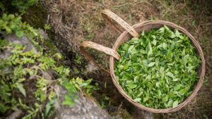 tea leaves in basket