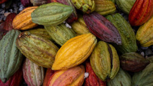 Colourful cocoa pods in a pile - yellow, orange, red, green