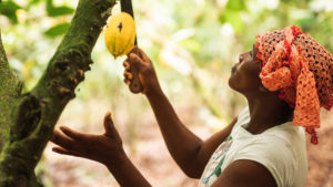 Dah Oho cuts a yellow cocoa pod from a cocoa tree