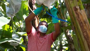 Portrait of Ángel Guzmán Santana working on his banana farm