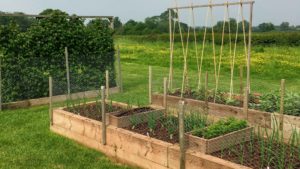 Allotment in a field