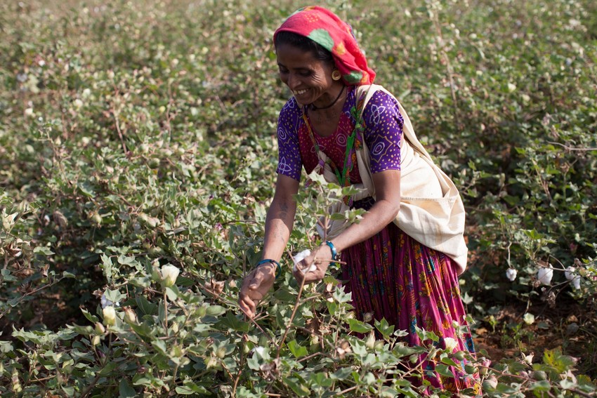 Support Indian cotton farmers through the pandemic - Fairtrade