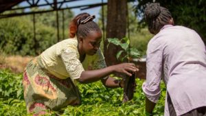 Two women working in a tree nursery