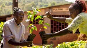 Two women working in a tree nursery, in Kenya