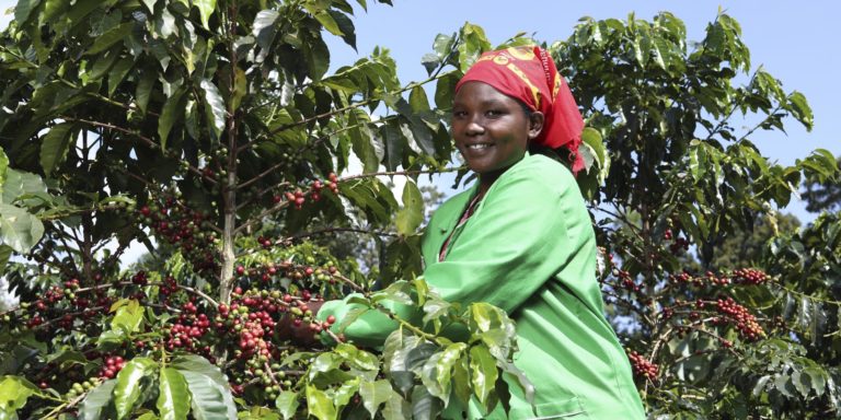 Nyawira Njiraini tending coffee plants