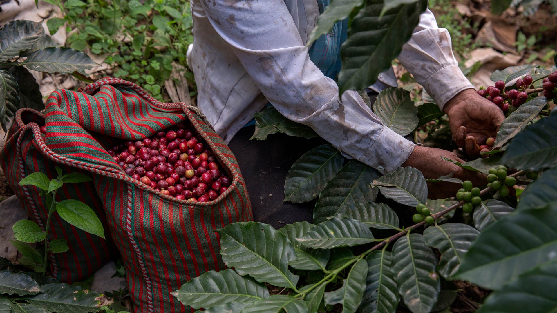 LEON Fairtrade coffee: protecting the rainforest and regenerating land ...