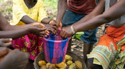 Is the future of chocolate at risk?