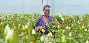 Fairtrade flower worker at Aquila Roses in Kenya.