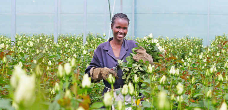 Fairtrade flower worker at Aquila Roses in Kenya.