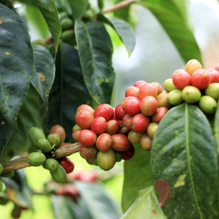 coffee cherries