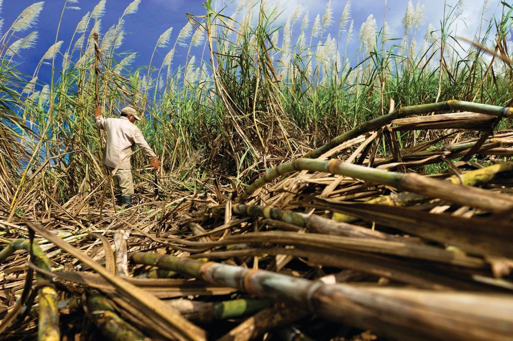 sugar cane farmer