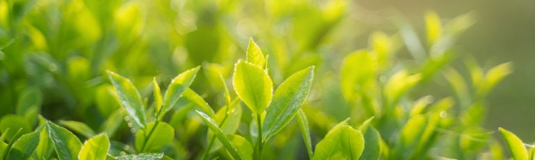 tea leaves on tea plants