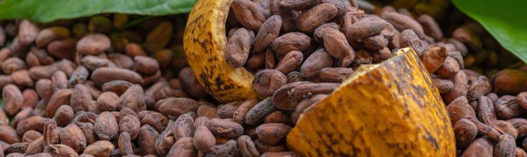 cocoa pod with cocoa beans